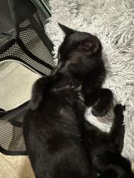 Found/Stray Female Cat last seen Hilltop Dr. and Solano Ct., El Sobrante, CA 94803