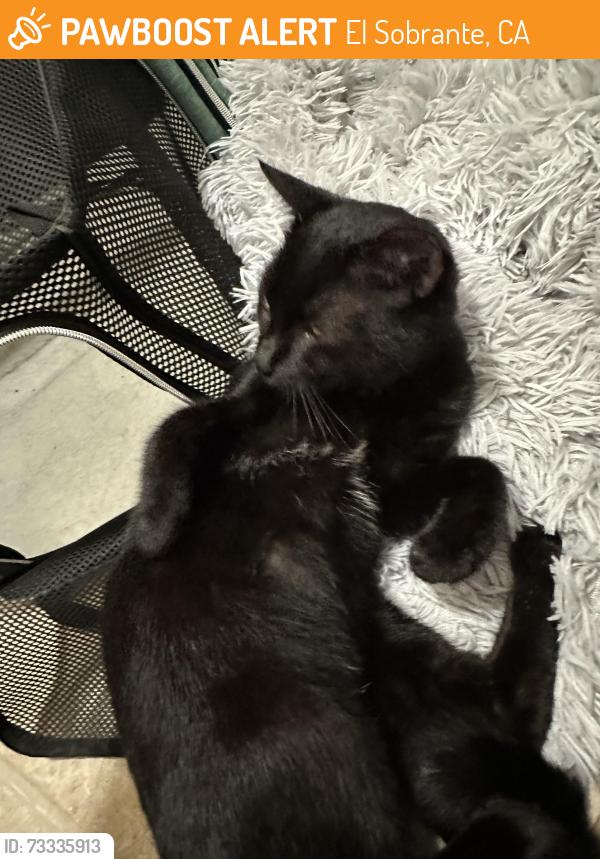 Found/Stray Female Cat last seen Hilltop Dr. and Solano Ct., El Sobrante, CA 94803