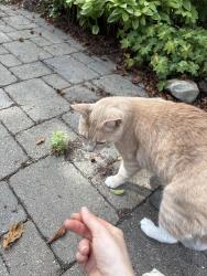 Found/Stray Unknown Cat last seen english high school, Boston, MA 02130