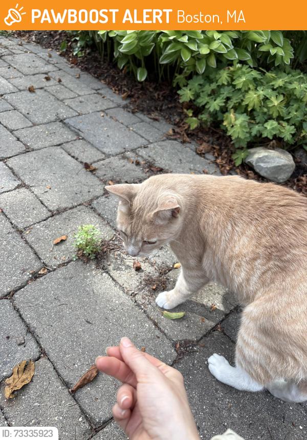 Found/Stray Unknown Cat last seen english high school, Boston, MA 02130