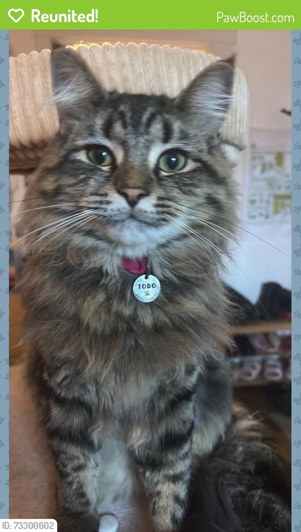 Reunited Male Cat last seen Fraser, Kingsway, E 16th, Vancouver, BC V5T 3K4