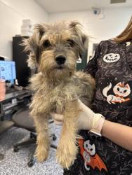 Shelter Stray Female Dog last seen Near BLOCK MIDDLETON ST, THERMAL, CA, 72050 Pet Land Pl, Thousand Palms, CA 92276, USA