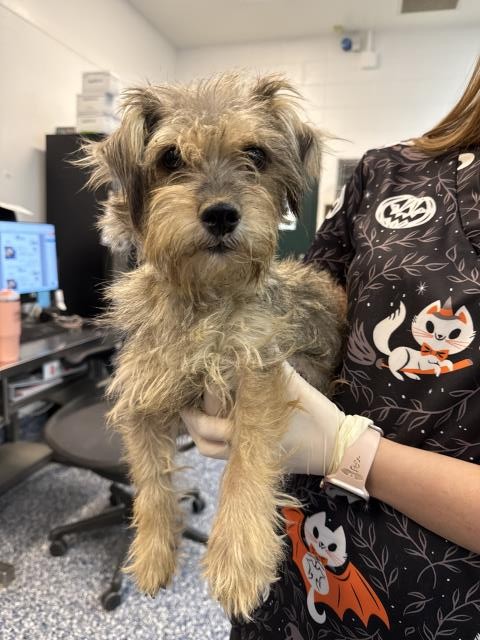 Shelter Stray Female Dog last seen Near BLOCK MIDDLETON ST, THERMAL, CA, 72050 Pet Land Pl, Thousand Palms, CA 92276, USA