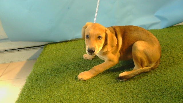 Shelter Stray Male Dog last seen , 216 W Victoria St, Gardena, CA 90248, USA