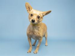 Shelter Stray Male Dog last seen 67TH AVE & MCDOWELL, 5501 E Van Buren St, Phoenix, AZ 85008, USA