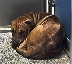 Shelter Stray Male Dog last seen TROUBLE CREEK RD AND ERIE DR, 19640 Dogpatch Ln, Land O' Lakes, FL 34638, USA