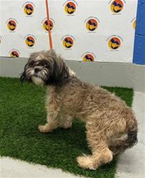 Shelter Stray Male Dog last seen COBRA WAY, 19640 Dogpatch Ln, Land O' Lakes, FL 34638, USA