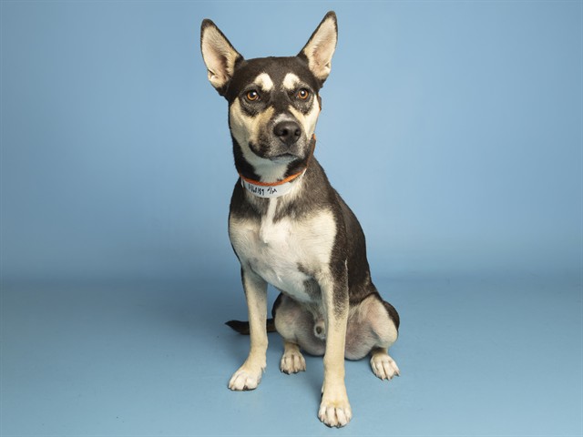 Shelter Stray Male Dog last seen 35TH AVE / MCDOWELL, 5501 E Van Buren St, Phoenix, AZ 85008, USA