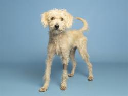 Shelter Stray Male Dog last seen 27TH AVE/CAMELBACK, 5501 E Van Buren St, Phoenix, AZ 85008, USA