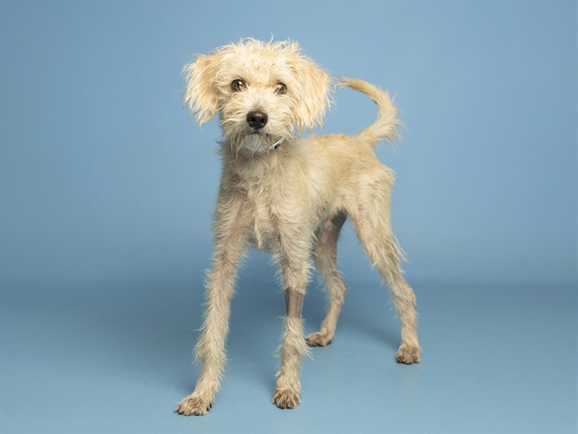 Shelter Stray Male Dog last seen 27TH AVE/CAMELBACK, 5501 E Van Buren St, Phoenix, AZ 85008, USA