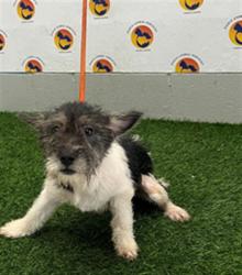 Shelter Stray Female Dog last seen COBRA WAY, 19640 Dogpatch Ln, Land O' Lakes, FL 34638, USA