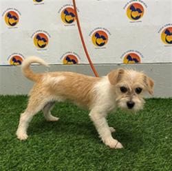 Shelter Stray Female Dog last seen COBRA WAY, 19640 Dogpatch Ln, Land O' Lakes, FL 34638, USA