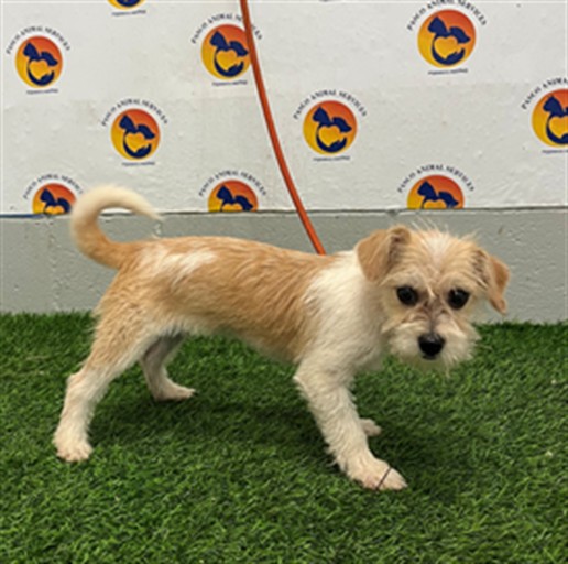 Shelter Stray Female Dog last seen COBRA WAY, 19640 Dogpatch Ln, Land O' Lakes, FL 34638, USA