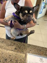 Shelter Stray Female Dog last seen BALLANTRAE- BRAEMAR ST, 19640 Dogpatch Ln, Land O' Lakes, FL 34638, USA