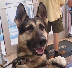 Shelter Stray Male Dog last seen BRIDGEWATER SUBDIVISION, 19640 Dogpatch Ln, Land O' Lakes, FL 34638, USA
