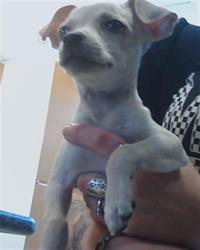 Shelter Stray Female Dog last seen LITTE ROAD AND STATE ROAD 52, 19640 Dogpatch Ln, Land O' Lakes, FL 34638, USA