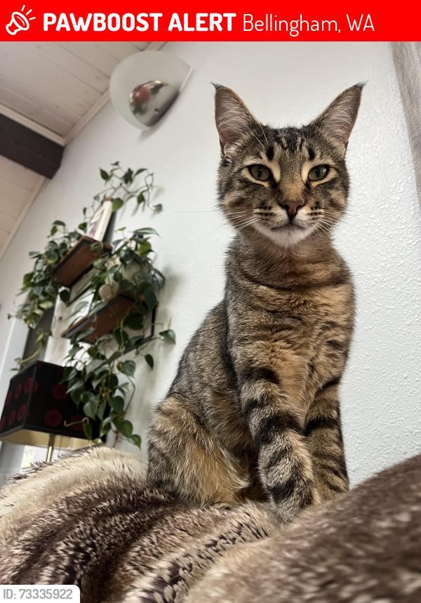 Lost Male Cat last seen 30th and cowgill ave, Bellingham, WA 98225