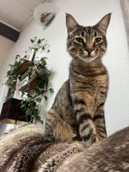 Lost Male Cat last seen 30th and cowgill ave, Bellingham, WA 98225