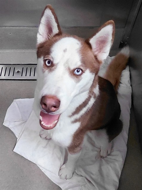 Shelter Stray Male Dog last seen Near BLOCK NW 24TH STREET, CORAL SPRINGS, FLORIDA, 2400 SW 42nd St, Fort Lauderdale, FL 33312, USA