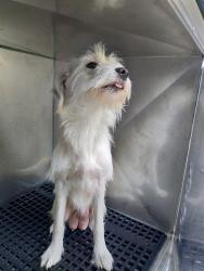Shelter Stray Female Dog last seen Near BLOCK NW 13 AV, DANIA FL 33004, 2400 SW 42nd St, Fort Lauderdale, FL 33312, USA