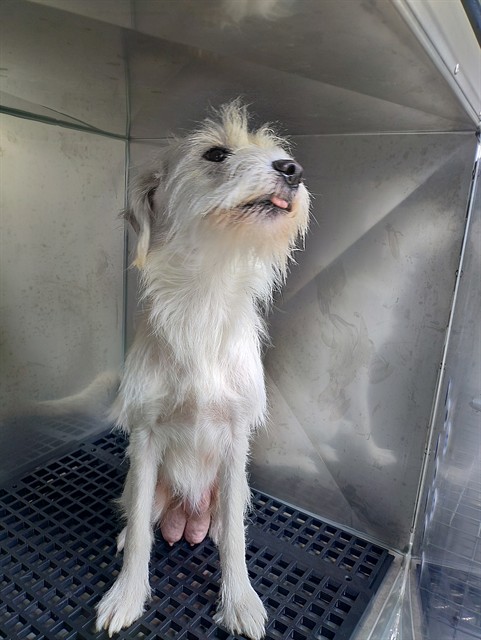 Shelter Stray Female Dog last seen Near BLOCK NW 13 AV, DANIA FL 33004, 2400 SW 42nd St, Fort Lauderdale, FL 33312, USA
