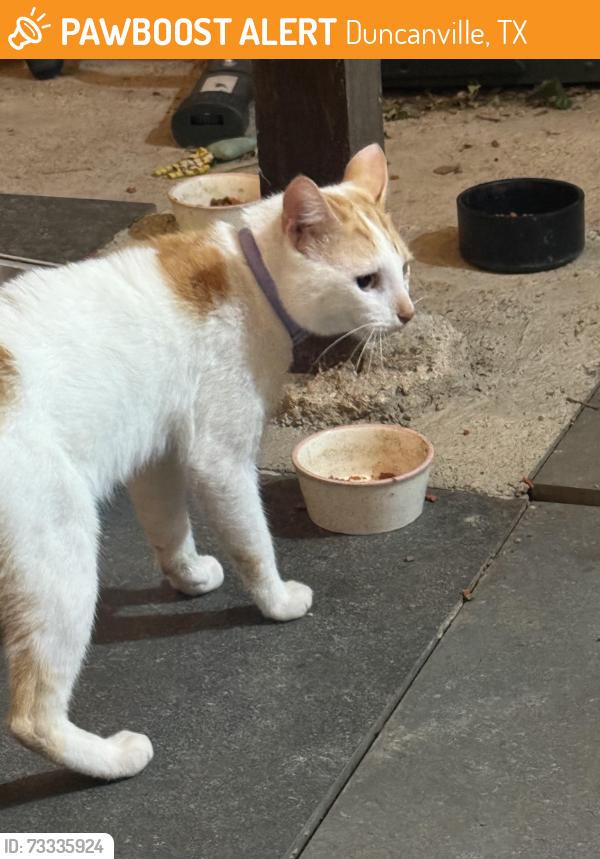 Found/Stray Male Cat last seen Waffle hse by 67, Duncanville, TX 75137