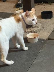 Found/Stray Male Cat last seen Waffle hse by 67, Duncanville, TX 75137