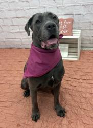 Shelter Stray Female Dog last seen Near BLOCK STRASBURG ST, DETROIT, MI 48205, 7401 Chrysler Dr, Detroit, MI 48211, USA