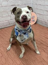 Shelter Stray Male Dog last seen Near BLOCK SCHAEFER HWY, DETROIT MI 48235, 7401 Chrysler Dr, Detroit, MI 48211, USA