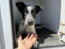Shelter Stray Male Dog last seen A ST/ ASPEN, 227 N D St, Perris, CA 92570, USA