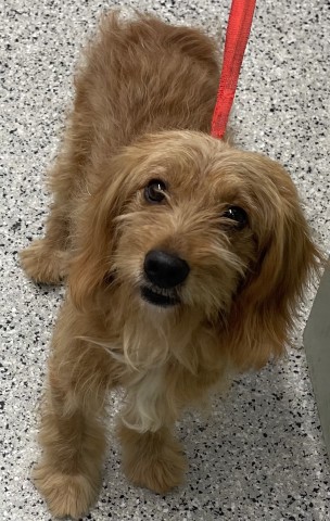 Shelter Stray Male Dog last seen Near BLOCK VAN DYKE ST, DETROIT MI 48234, 7401 Chrysler Dr, Detroit, MI 48211, USA