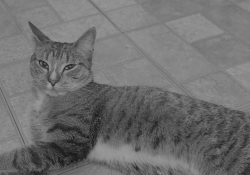 Found/Stray Male Cat last seen Found at 93rd between 1st and 2nd ave, New York, NY 10128