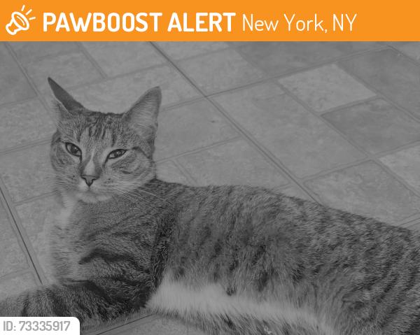 Found/Stray Male Cat last seen Found at 93rd between 1st and 2nd ave, New York, NY 10128