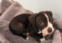 Shelter Stray Male Dog last seen , 4275 Elton St, Baldwin Park, CA 91706, USA