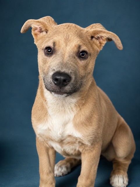Shelter Stray Male Dog last seen Near BLOCK WESTBROOK, 2020 Forest St, Jacksonville, FL 32204, USA