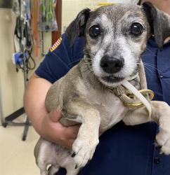 Shelter Stray Female Dog last seen , 3839 W Burnham St, West Milwaukee, WI 53215, USA