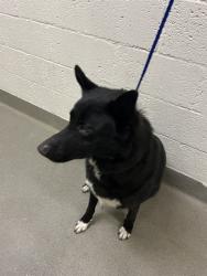 Shelter Stray Male Dog last seen Near BLOCK NW 2ND AVE, 3599 NW 79th Ave, Doral, FL 33122, USA