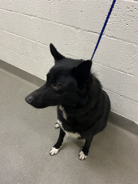 Shelter Stray Male Dog last seen Near BLOCK NW 2ND AVE, 3599 NW 79th Ave, Doral, FL 33122, USA