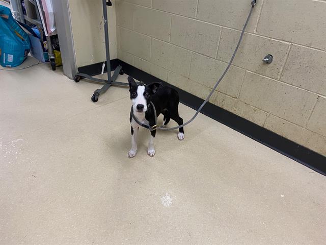 Shelter Stray Male Dog last seen , 3839 W Burnham St, West Milwaukee, WI 53215, USA