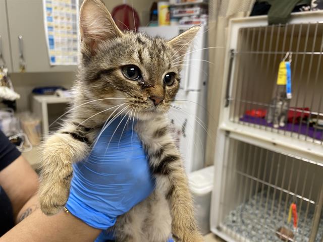 Shelter Stray Male Cat last seen Near BLOCK N 36TH ST, 3839 W Burnham St, West Milwaukee, WI 53215, USA