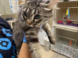 Shelter Stray Female Cat last seen Near BLOCK N 36TH ST, 3839 W Burnham St, West Milwaukee, WI 53215, USA