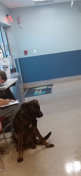 Shelter Stray Male Dog last seen Near BLOCK SW 297 TER, 3599 NW 79th Ave, Doral, FL 33122, USA