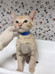 Shelter Stray Male Cat last seen Near BLOCK FAIRMOUNT BLVD, RIVERSIDE, CA 92501, 6851 Van Buren Boulevard, Jurupa Valley, CA 92509, USA