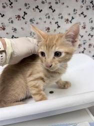 Shelter Stray Male Cat last seen Near BLOCK FAIRMOUNT BLVD, RIVERSIDE, CA 92501, 6851 Van Buren Boulevard, Jurupa Valley, CA 92509, USA