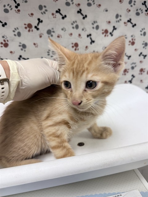 Shelter Stray Male Cat last seen Near BLOCK FAIRMOUNT BLVD, RIVERSIDE, CA 92501, 6851 Van Buren Boulevard, Jurupa Valley, CA 92509, USA