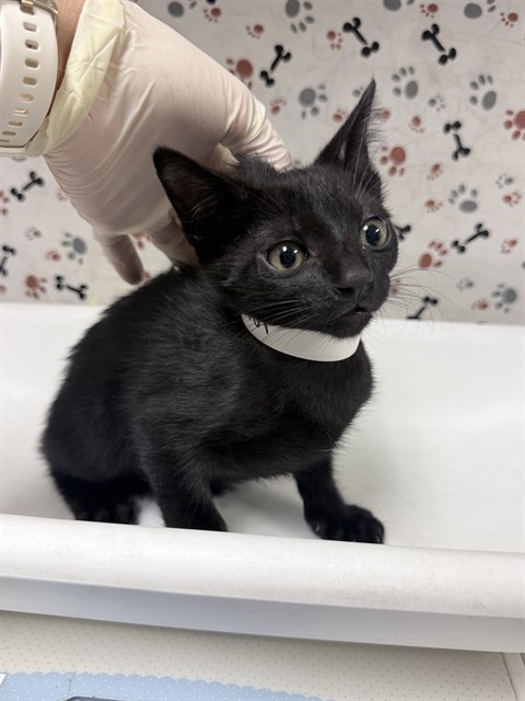 Shelter Stray Female Cat last seen Near BLOCK FAIRMOUNT BLVD, RIVERSIDE, CA 92501, 6851 Van Buren Boulevard, Jurupa Valley, CA 92509, USA
