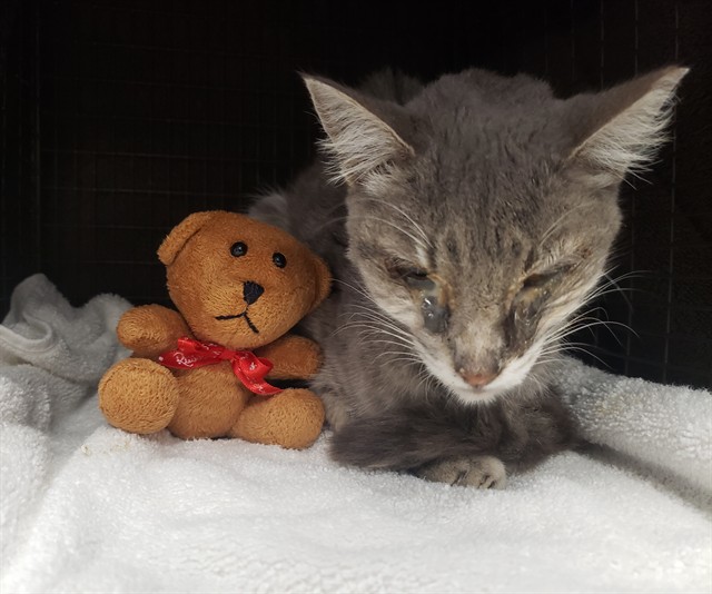 Shelter Stray Male Cat last seen , 4000 N Silverbell Rd, Tucson, AZ 85745, USA