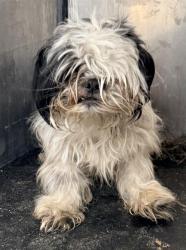 Shelter Stray Male Dog last seen , 4710 TX-151, San Antonio, TX 78227, USA
