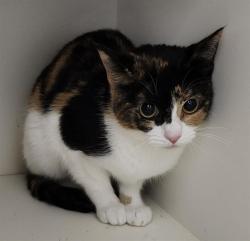 Shelter Stray Female Cat last seen Near BLOCK BLANCO RD, 4710 TX-151, San Antonio, TX 78227, USA