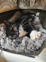 Found/Stray Unknown Cat last seen Forestbrook Dr and Fireside Drive, Clay, NY 13090